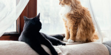 Pensão para pets? Entenda! Foto: FreePik