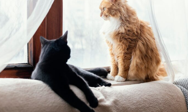 Pensão para pets? Entenda! Foto: FreePik