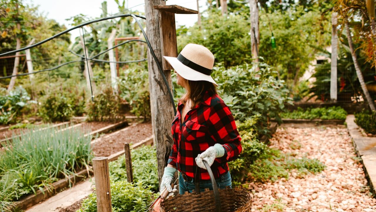 Como fazer uma horta orgânica sem agrotóxicos