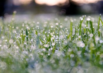 Como o cheiro da terra melhora a disposição