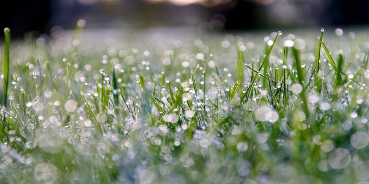 Como o cheiro da terra melhora a disposição