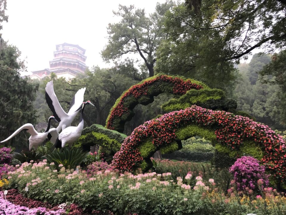 Como cuidar de plantas pode reduzir níveis de estresse