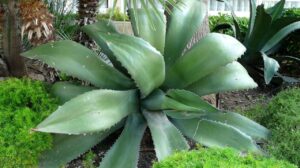 Os principais benefícios da babosa, a planta que não pode faltar em seu jardim