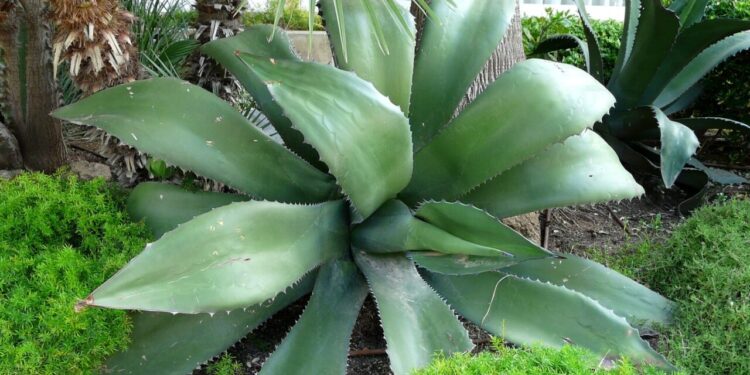 Os principais benefícios da babosa, a planta que não pode faltar em seu jardim