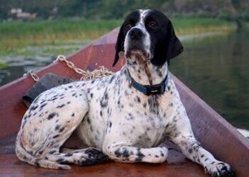 Pointer inglês