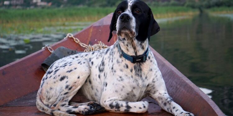 Pointer inglês