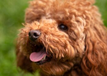 Poodle Toy