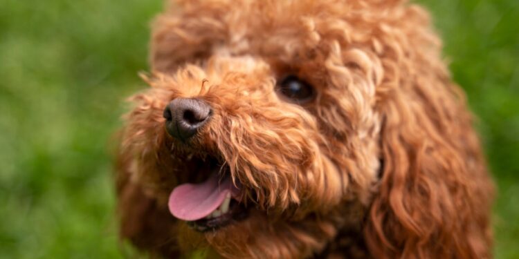 Poodle Toy
