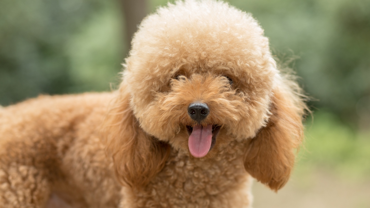 Poodle Toy