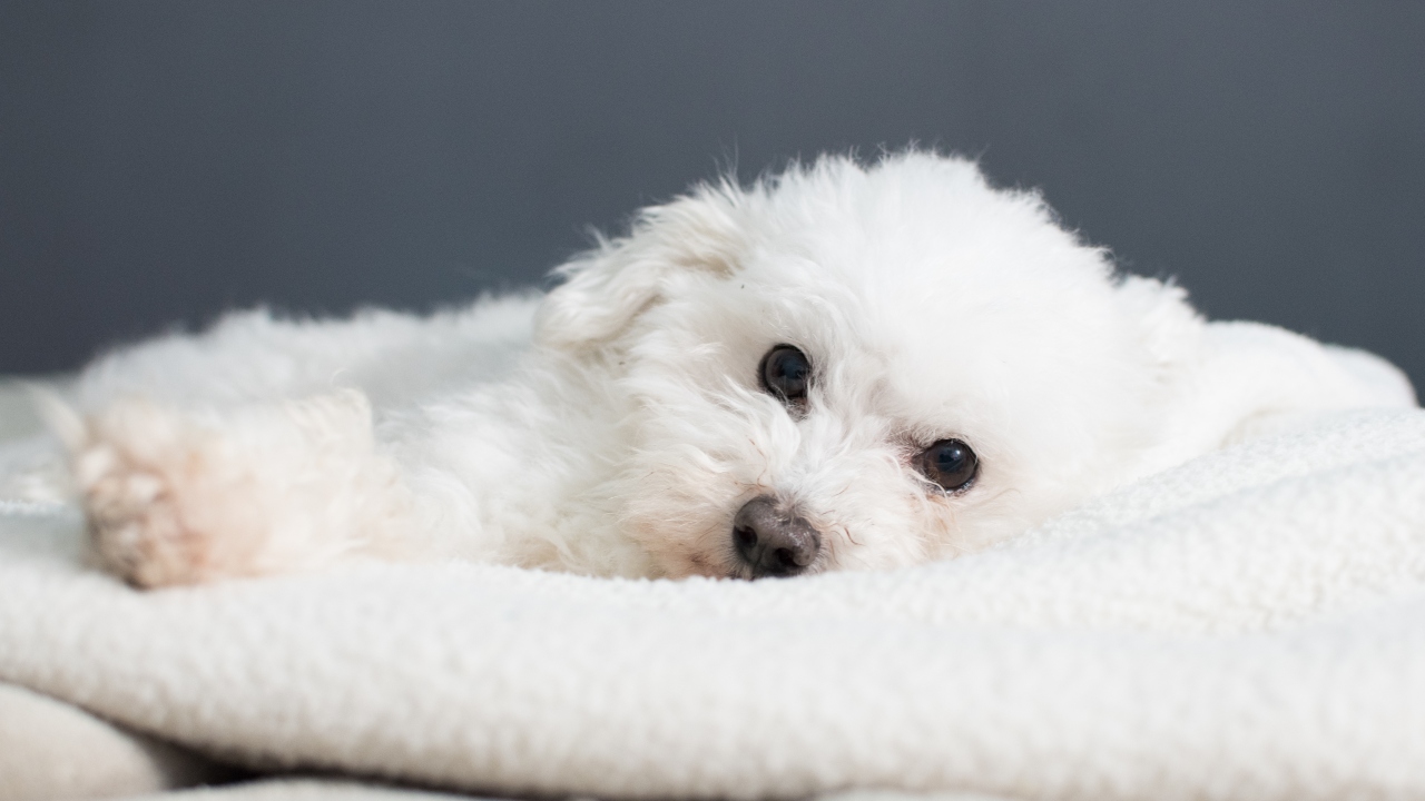 bichon frise