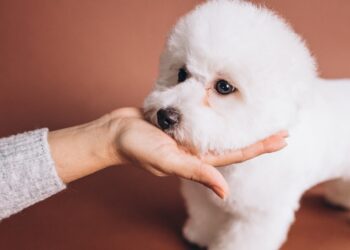 bichon frise