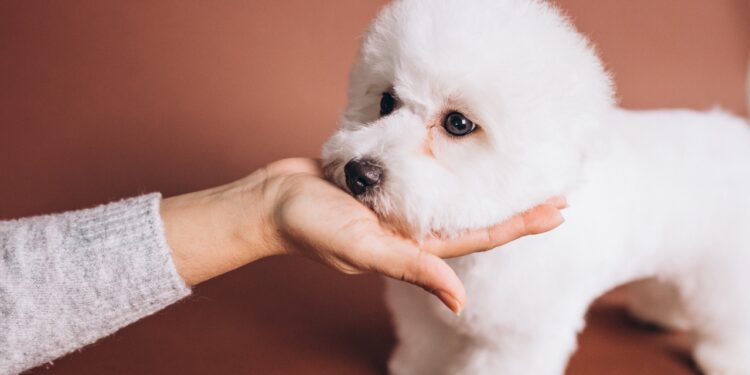 bichon frise
