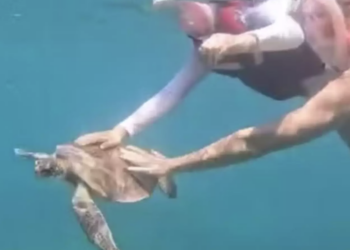 Tocar tartaruga-marinha rende multa à turista. Foto: ICMBio Divulgação
