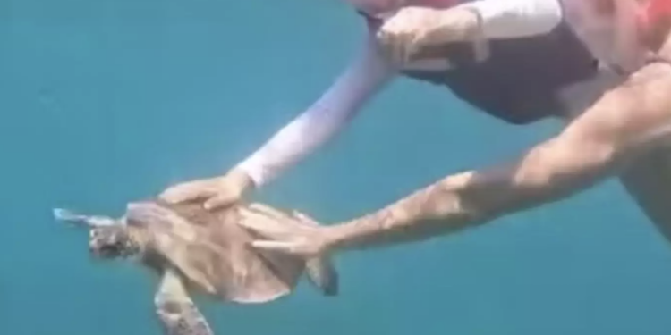 Tocar tartaruga-marinha rende multa à turista. Foto: ICMBio Divulgação