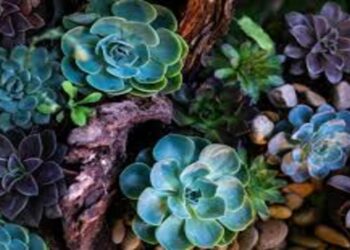 Suculentas verdes e roxas - Créditos: commons.wikimedia.org