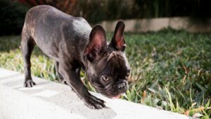 vinagre elimina pulgas