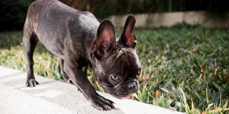 vinagre elimina pulgas