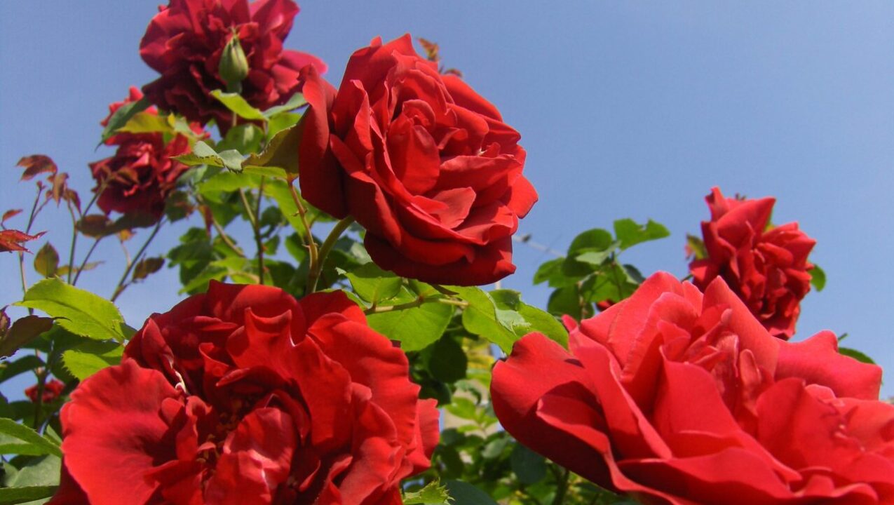 Como plantar rosas e mantê-las floridas