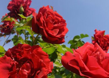 Esta dica irá fazer suas rosas florescerem muito mais bonitas