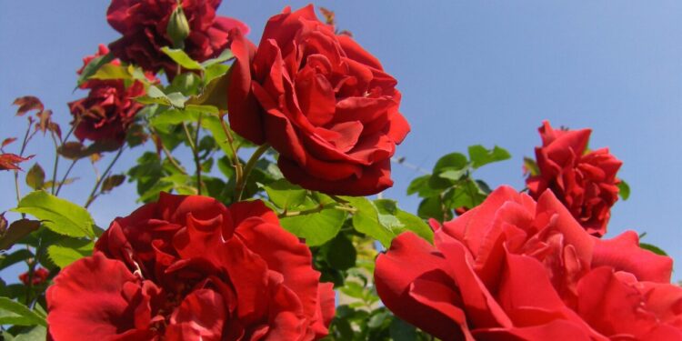 As dicas que você não sabia para ter uma rosa bonita e saudável