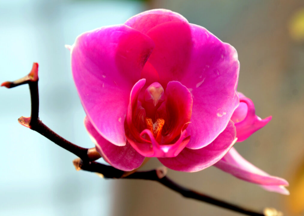 Sua orquídea ficará muito mais bonita com essas dicas