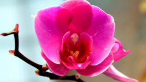 Dicas para cultivar orquídeas sem errar