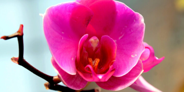 Dicas para cultivar orquídeas sem errar