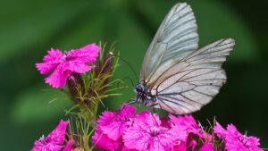 Como plantar flores que atraem borboletas