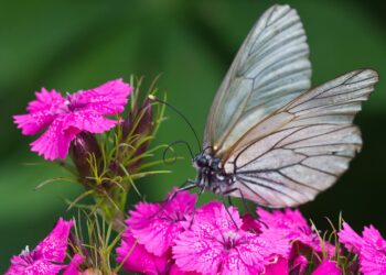 Como plantar flores que atraem borboletas