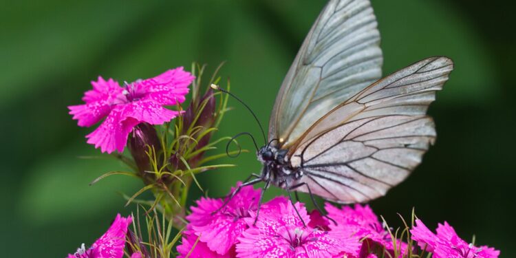 Como plantar flores que atraem borboletas