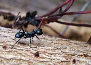 Como eliminar formigas naturalmente usando especiarias