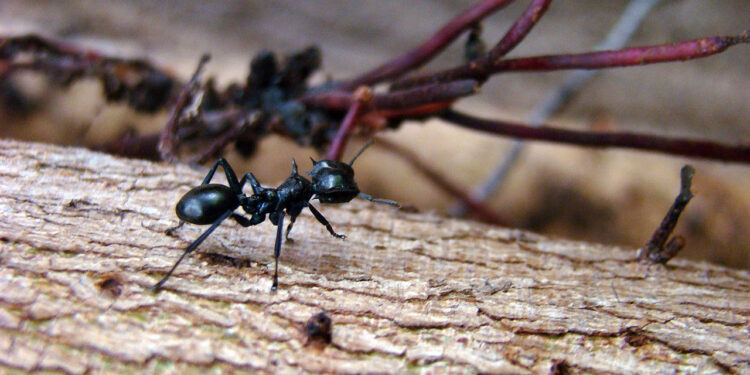 Como eliminar formigas naturalmente usando especiarias