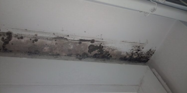 Dicas simples para evitar mofo em sua casa