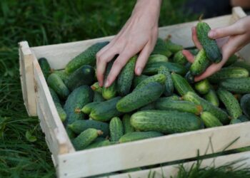 Produção contínua contribuindo para uma horta caseira produtiva e nutritiva. - Créditos: depositphotos.com / maxsol7