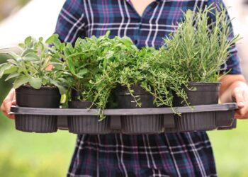 Propriedades antioxidantes que ajudam a proteger as células contra danos - Créditos: depositphotos.com / serezniy