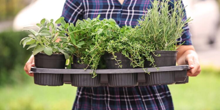 Propriedades antioxidantes que ajudam a proteger as células contra danos - Créditos: depositphotos.com / serezniy