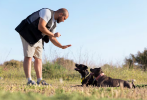 Dia do adestrador: quando é preciso contratar um? Foto: FreePik