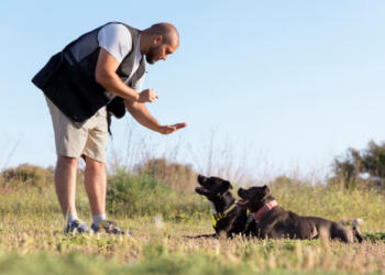 Dia do adestrador: quando é preciso contratar um? Foto: FreePik