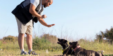 Dia do adestrador: quando é preciso contratar um? Foto: FreePik