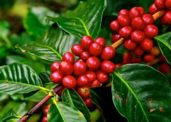 Como plantar café em vaso e manter saudável