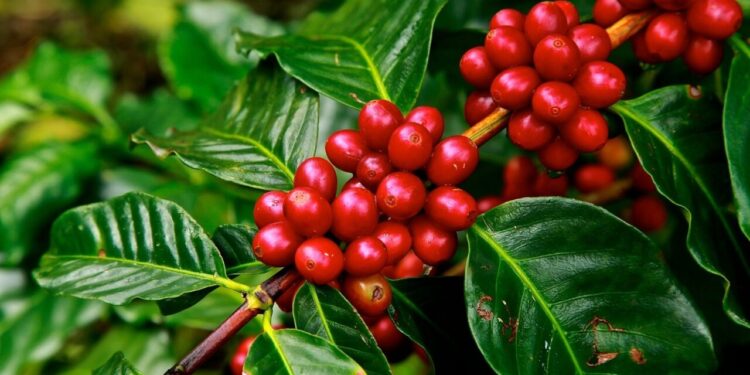 Como plantar café em vaso e manter saudável