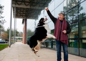 Cães terapeutas: entenda o papel dos cães de assistência. Foto: FreePik