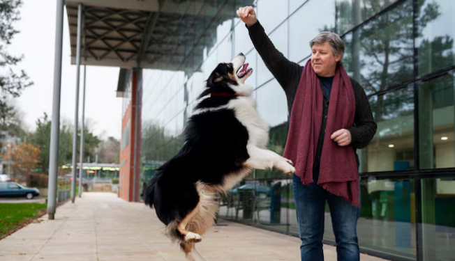 Cães terapeutas: entenda o papel dos cães de assistência. Foto: FreePik