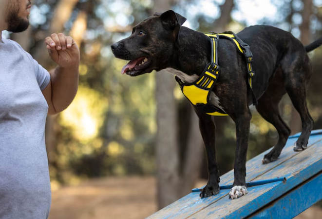 Cães podem desempenhar papel terapêutico. Foto: FreePik