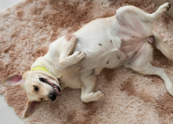 É necessário olharmos para a saúde e prevenção do câncer de mama de nossas gatas e cadelas! Foto: FreePik