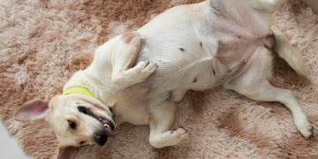 É necessário olharmos para a saúde e prevenção do câncer de mama de nossas gatas e cadelas! Foto: FreePik