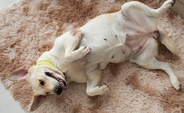 É necessário olharmos para a saúde e prevenção do câncer de mama de nossas gatas e cadelas! Foto: FreePik