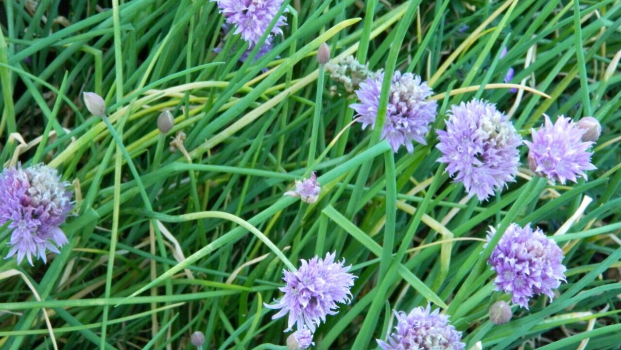 Como fazer sua cebolinha crescer muito mais bonita e saborosa