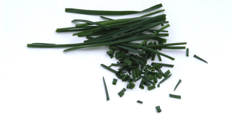 Como fazer sua cebolinha crescer muito mais bonita e saborosa