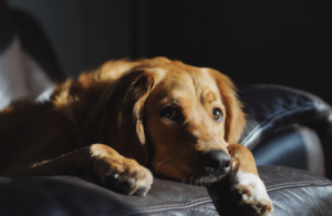 Como seu pet reage a mudanças? Foto: FreePik